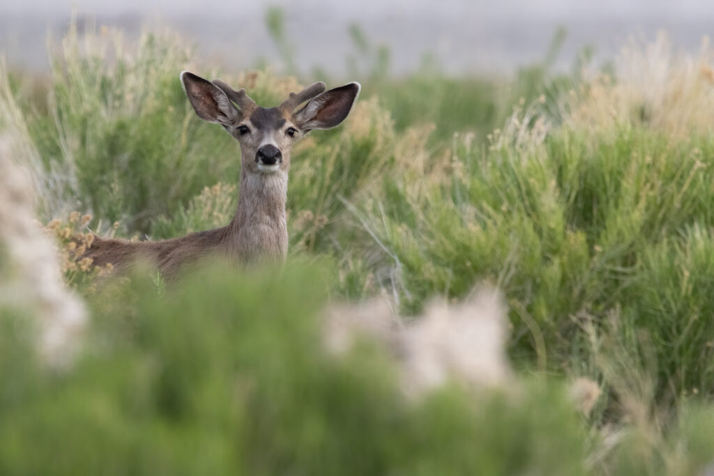 Deer Mono Lake Spring 2023-1-X3