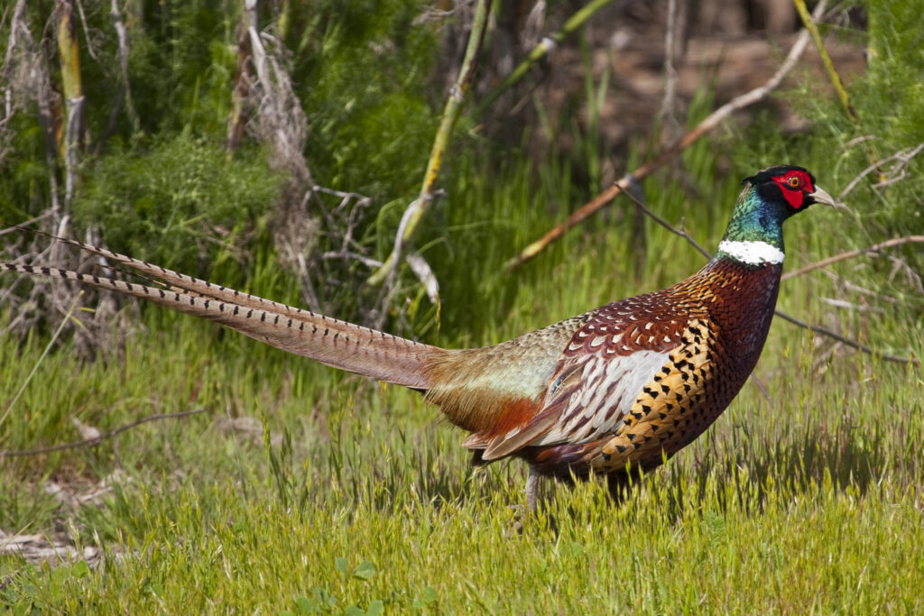 Ring-Necked Pheasant-5849